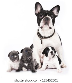 French Bulldogs, Puppy And Dog Mom