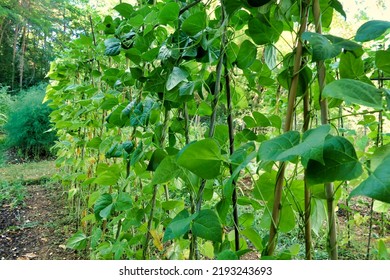 French Climbing Beans Growing In A French Potager (vegetable Garden)
