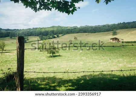 French countryside landscape. Burgundy countryside. View of a meadow with cows. A farm in a meadow. Agriculture and cattle breeding in France. Silhouette of fence and barbed wire