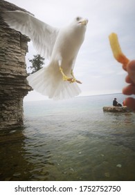 French Fry Loving White Seagull 