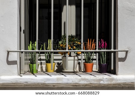 French grey window with shutters and bars colorful green yellow orange purple white pots pink flowers and kumquat