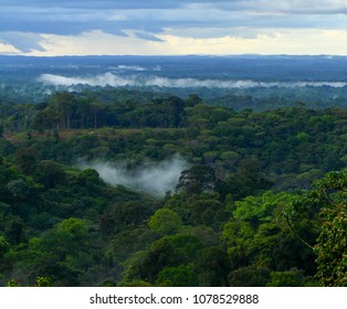 French Guyana Canopy