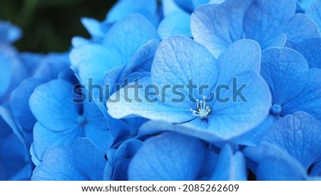 French Hydrangea and dark background. Blue Hydrangea or Hydrangea macrophylla or Hortensia flowers from Sapporo Hokkaido Japan. Colorful Hydrangeas. Macro depth of field for soft focus blurry feel.