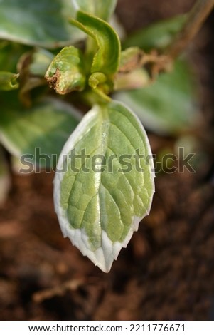 French hydrangea Light of Day leaf - Latin name - Hydrangea macrophylla Light of Day