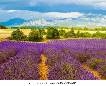 French landscape with blooming lavender fields and mountains in distance. Puimoisson region, Plateau Valensole, Alpes de Haute Provence in France. - Powered by Shutterstock