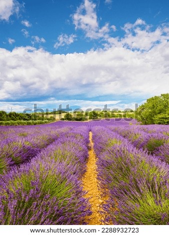 French landscape with blooming lavender fields and mountains in distance. Puimoisson region, Plateau Valensole, Alpes de Haute Provence in France. Stok fotoğraf © 