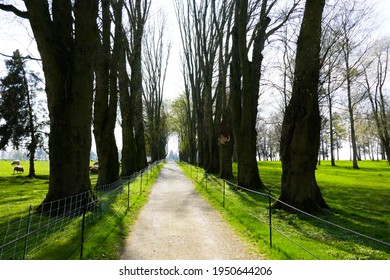 A French Laneway Near The Royal Newfoundland Regiment Caribou Memorial; To The Sides, Sheep Graze In A Pasture That Was Once A Bloody Battleground In World War 1