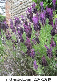 French Lavender in cottage garden (Lavandula stoechas)