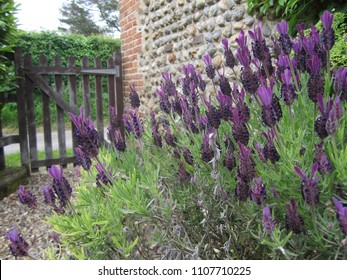 French Lavender in cottage garden (Lavandula stoechas)