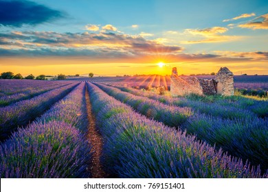 French Lavender Field At Sunset.