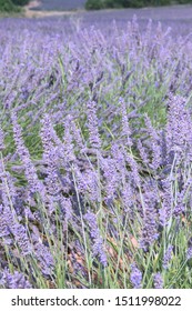 French Lavender Filds, Saint, Provence