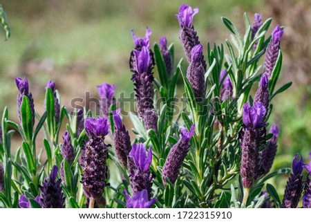 Similar – crested lavender Lavender