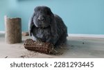 French lop rabbit with a chewing toy