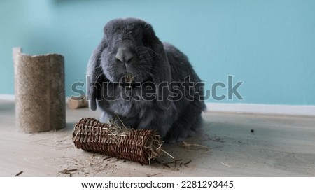French lop rabbit with a chewing toy