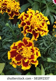 French Marigold Flower