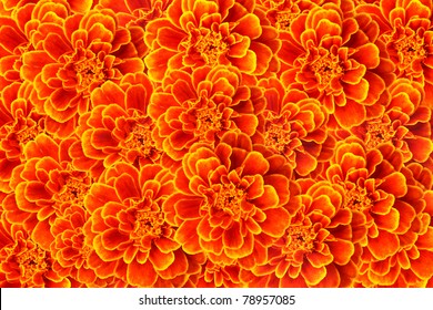 French Marigold Flower Background