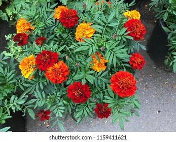 French Marigold Flowers