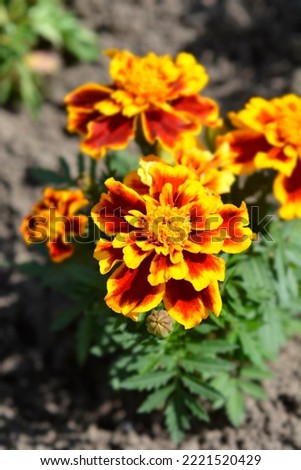French marigold flowers - Latin name - Tagetes patula