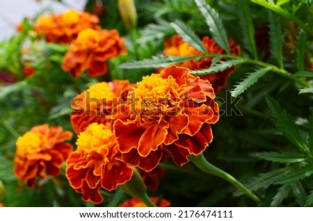 French marigold flowers or Tagetes patula or marigold bolero have reddish-orange petals with a combination of yellow. This annual herb in the daisy family has pinnate green leaves. Imagine de stoc © 