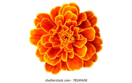 French Marigold Isolated On White Background