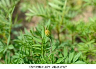 French Marigold Linnaeus Flower Bud Latin Stock Photo 2168559407 ...