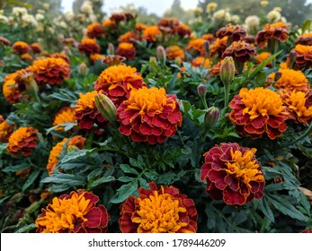 French marigold, is a species of flowering plant in the daisy family, native to Mexico and Guatemala with several naturalised populations in many other countries
