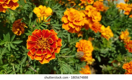 French marigolds background. Orange floral background. Orange marigolds. Orange french marigold. Orange flowers backdrop.
