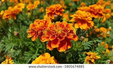 French marigolds background. Orange floral background. Orange marigolds. Orange french marigold. Orange flowers backdrop.