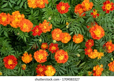 French marigolds marigold flower Red 
Marietta