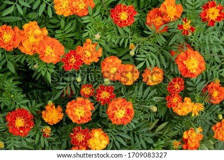 French marigolds marigold flower Red 
Marietta