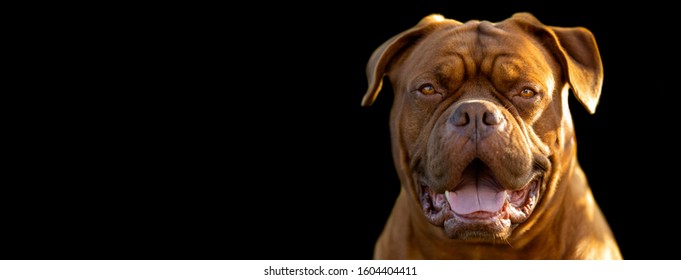犬 イラスト 正面 Stock Photos Images Photography Shutterstock