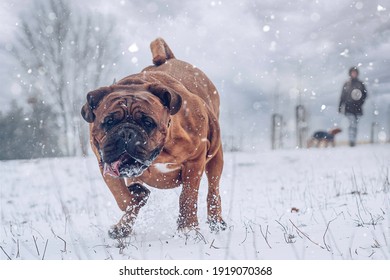 French Mastiff. Bordeaux dog. Big dog running. Winter and snow. - Powered by Shutterstock