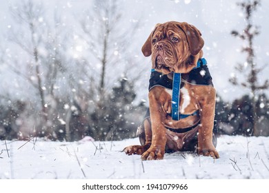 French Mastiff. Bordeaux dog. Big dog playg. Winter and snow. - Powered by Shutterstock