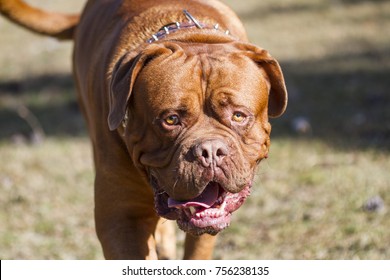 French Mastiff - Bordeaux Dog - Dogue de Bordeaux playing and running very happy under the sun in a grass field in the Pyrenes mountains - Powered by Shutterstock