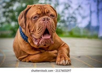 French Mastiff, Bordeaux Great Dane. Lying dog 8 months old. Beautiful representative of the breed.