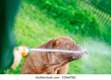 French Mastiff catches a water stream to satisfy thirst