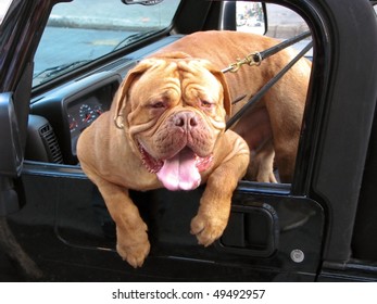 French Mastiff Dog Eagerly Hangs Out The Truck Window, Tongue Is Hanging Out