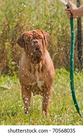 French Mastiff in the garden standing under water streaming from hose