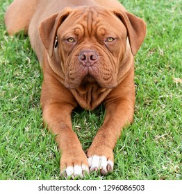 how much does a french mastiff puppy cost