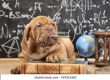 French Mastiff Puppy Chewing A Pencil In Front Of Blackboard 