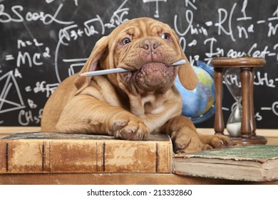 French Mastiff Puppy Chewing A Pencil In Front Of Blackboard 