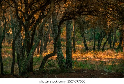 French Oak Wood In Early Morning Golden  Light.Provence France.