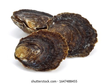 402 Belon oyster Images, Stock Photos & Vectors | Shutterstock