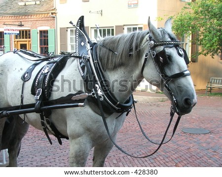 french percheron