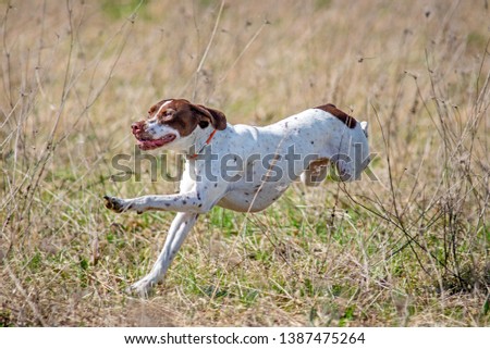Dog Hunting Veterinarian