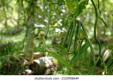 French Polynesia, Tahaa, Vanilla Plan 