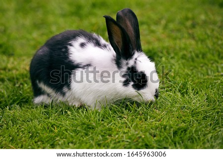 French Rabbit Called Geant Papillon Francais, Adult standing on Grass  