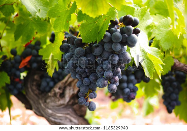 French red and rose wine grapes plant, first new\
harvest of ripe wine grape in France, Costieres de Nimes AOP domain\
or chateau vineyard close\
up