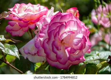 A French Rose (Rosa Gallica)