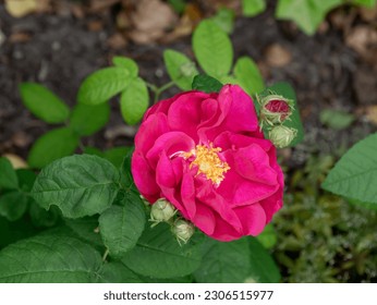 French rose, Rosa gallica, close up of flower in garden, Netherlands